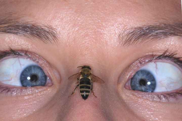 Bee Venom Bee Venom