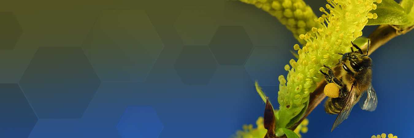 Welcome Celebrate World Bee Day